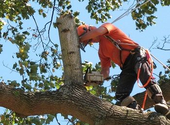 Albany Tree Service
