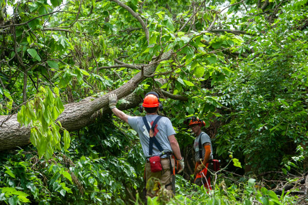 West Mobile Tree Service