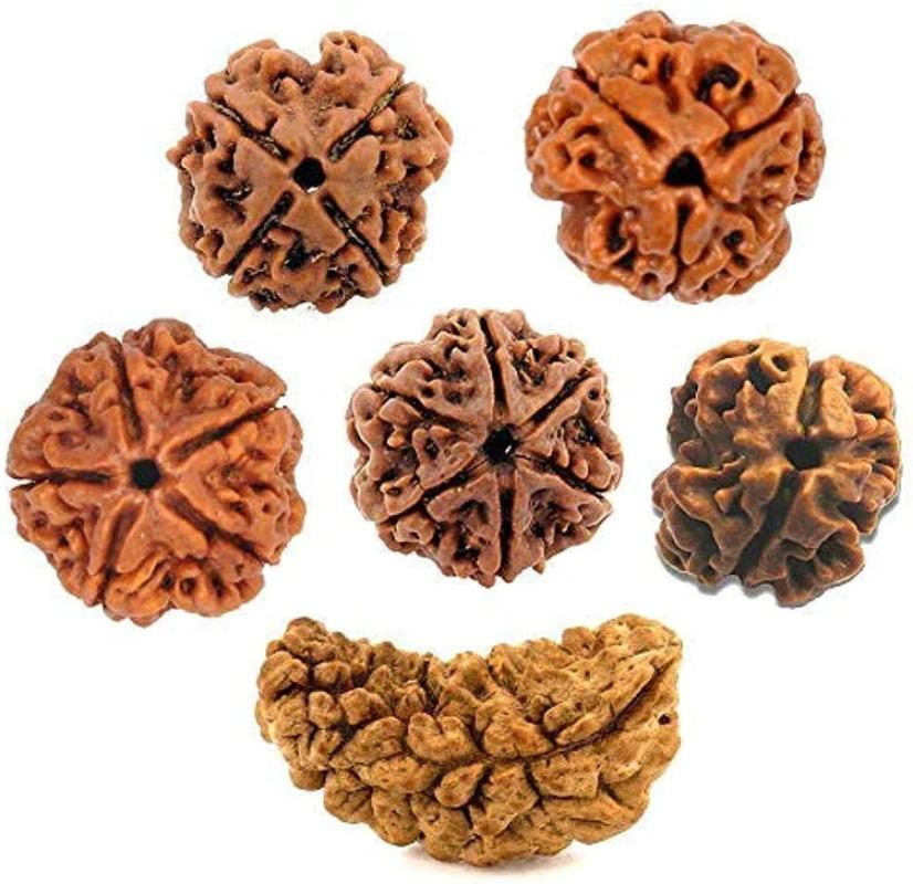 Original rudraksha