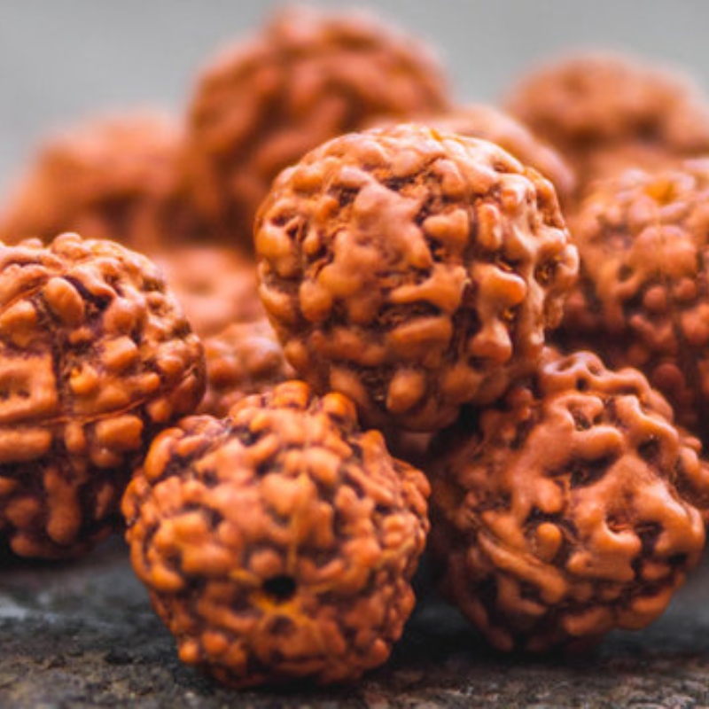 Original Rudraksha